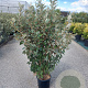Elaeagnus ebb. 'Compacta' 80-100 cm 9L