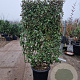 Elaeagnus ebb. 'Compacta' GM container lei 80x120