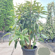 Eriobotrya japonica 125-150 cm 35L