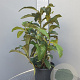 Eriobotrya japonica 60-80 cm 10L