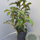 Eriobotrya japonica 60-80 cm 10L