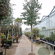 Eucalyptus cinerea 180 cm stam cont. 95L 14-16