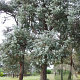 Eucalyptus cinerea 200 cm stam cont. 95L 14-16