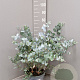 Eucalyptus cinerea GM C5