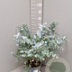 Eucalyptus cinerea GM C5