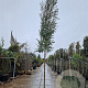 Eucalyptus gunnii Azura 200 cm stam cont. 95L 12-14