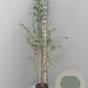 Eucalyptus gunnii 175-200 cm 7,5L
