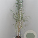 Eucalyptus gunnii 175-200 cm 7,5L