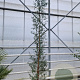 Eucalyptus gunnii 250-300 cm 18L