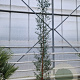 Eucalyptus gunnii 250-300 cm 18L