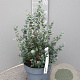 Eucalyptus gunnii 40-50 cm 10L