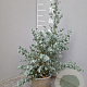 Eucalyptus gunnii 40-50 cm 3,0L