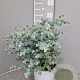 Eucalyptus gunnii GM P17