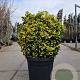 Euonymus jap. 'Aureus' 60-80 cm 45L bol