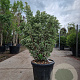 Euonymus jap. 'Kathy' 100-125 cm 35L