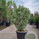 Euonymus jap. 'Kathy' 100-125 cm 35L