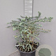 Eucalyptus pulverulenta 'Baby Blue' 40-50 cm 25L