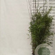 Fargesia nitida 'Black Pearl' 175-200 cm 15L