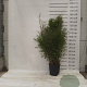 Fargesia nitida 'Volcano' 100-125 cm 15L