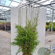 Fargesia robusta 'Campbell' 200-225 cm 15L