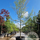 Fagus syl. 'Aspleniifolia' 450-500 cm container geveerd