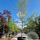 Fagus syl. 'Aspleniifolia' 450-500 cm container geveerd