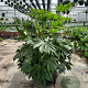 Fatsia japonica 100-125 cm 50L
