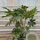 Fatsia japonica 125-150 cm 50L