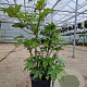 Fatsia japonica 125-150 cm container 