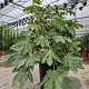 Fatsia japonica 125-150 cm container 