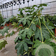 Fatsia japonica 60-80 cm container