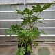Fatsia japonica 80-100 cm 30L