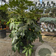 Fatsia japonica 80-100 cm 50L