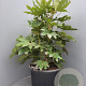 Fatsia japonica 80-100 cm 50L