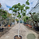Ficus carica 100 cm stam container 16-18