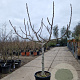 Ficus carica 100 cm stam container 25-30