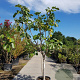 Ficus carica 100 cm stam container 25-30