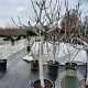 Ficus carica 100 cm stam container 25-30