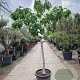 Ficus carica 100 cm stam container 25-30
