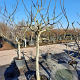 Ficus carica 100 cm stam container 25-30