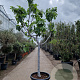 Ficus carica 120 cm stam container 20-25