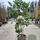 Ficus carica 125-150 cm container meerstammig
