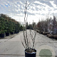 Ficus carica 125-150 cm container meerstammig