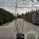 Ficus carica 125-150 cm container meerstammig