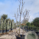 Ficus carica 175-200 cm container meerstammig