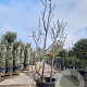 Ficus carica 175-200 cm container meerstammig