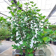 Ficus carica 180 cm stam cont. 130L 20-25
