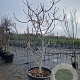 Ficus carica 200-250 cm cont. 130L meerstammig