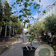 Ficus carica 200-250 cm container meerstammig