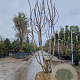 Ficus carica 250-300 cm container meerstammig extra